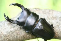 国産オオクワガタ