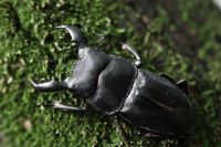 アマミノゴギリクワガタ等奄美大島のクワガタ各種 ｜ドルクスダンケ