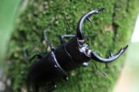 国産クワガタ ノコギリクワガタ,ミヤマクワガタ,ヒラタクワガタ