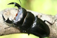 ノコギリクワガタ 外国産ノコギリクワガタ｜ドルクスダンケ