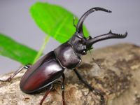 000000000025.jpg?w=MjAw&t=