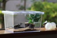 クワガタ カブトムシ飼育用品｜ドルクスダンケ