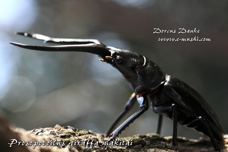 マキタイギラファノコギリクワガタ_イメージ