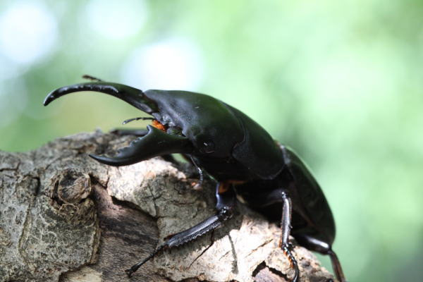 本土ヒラタクワガタ