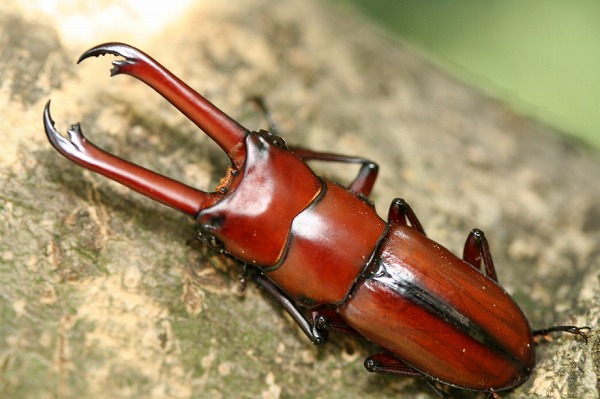 エレガンスクワガタ