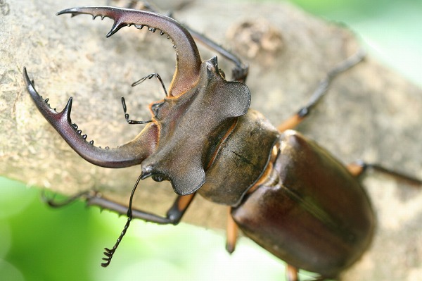 カンターミヤマクワガタ