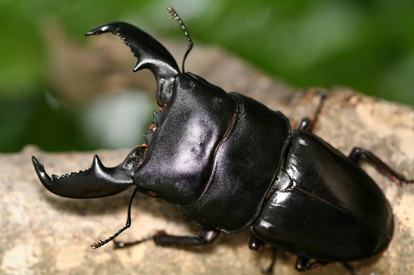 リアウ産スマトラオオヒラタクワガタ