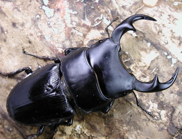 パラワンパリーオオクワガタ