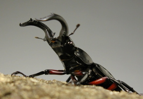 チュウゴククロツヤシカクワガタ