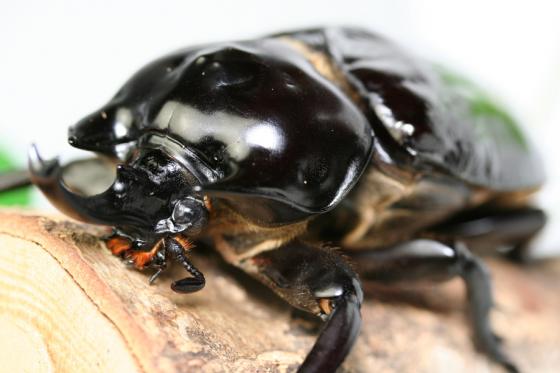 ラミレスゾウカブト｜ドルクスダンケ