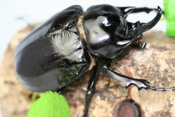 ラミレスゾウカブト