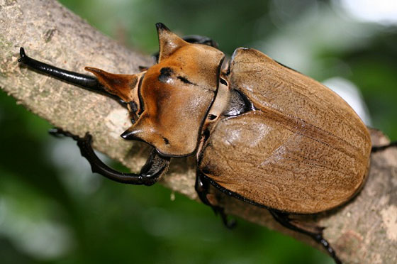 エレファスゾウカブト