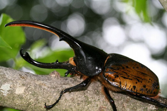 ヘラクレス・リッキー（ヘラクレスオオカブト）｜ドルクスダンケ