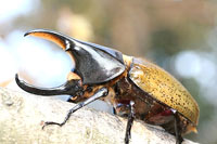 ヘラクレス・レイディ_イメージ