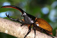 ヘラクレス・セプテントリオナリス_イメージ