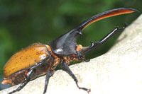 ヘラクレス オキシデンタリス_イメージ