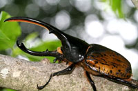 ヘラクレス・リッキー（ヘラクレスオオカブト）_イメージ