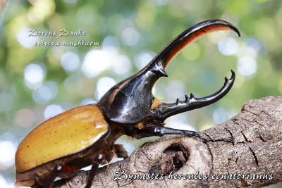 ヘラクレス・エクアトリアヌス_イメージ