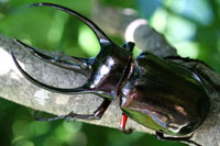 ジャワ産コーカサスオオカブト｜ドルクスダンケ