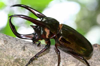 スマトラ産アトラスオオカブト_イメージ