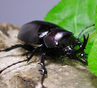 パチェコヒメゾウカブト_イメージ