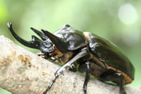 アクティオンゾウカブト(レックスゾウカブト)_イメージ