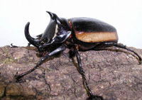 ヒメゴホンツノカブト／(ハードウィッキー/ハードウィッケイ)ゴホンツノカブト_イメージ