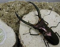 成虫用止まり木_イメージ