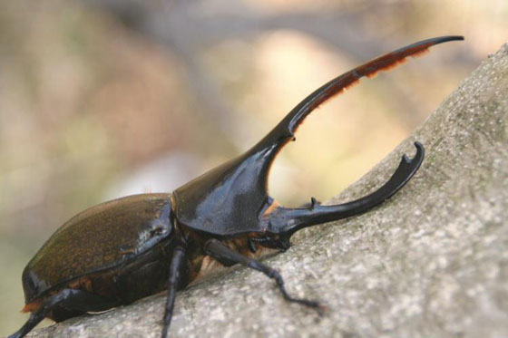 ヘラクレス・リッキー（ヘラクレスオオカブト）｜ドルクスダンケ