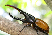 ヘラクレス・モリシマイ_イメージ