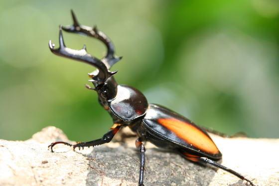 北ベトナムシカクワガタ