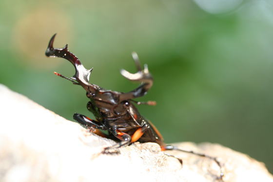 北ベトナムシカクワガタ