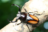 北ベトナムシカクワガタ_イメージ