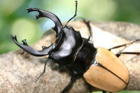 モウホツヤクワガタ_イメージ