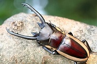 ビソンノコギリクワガタ_イメージ