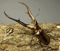 セレベス産メタリフェルホソアカクワガタ_イメージ