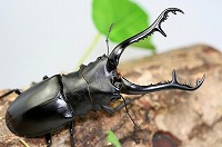 ロンボク産ギラファノコギリクワガタ｜ドルクスダンケ