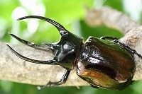 スマトラ産コーカサスオオカブト_イメージ