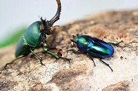 パプアキンイロクワガタ ワメナ産_イメージ