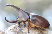 フローレンシス (ニセヒメカブト)_イメージ