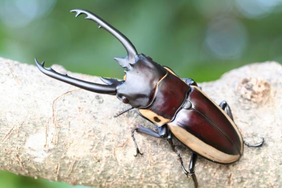 ビソンノコギリクワガタ