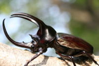 モーレンカンプオオカブト_イメージ