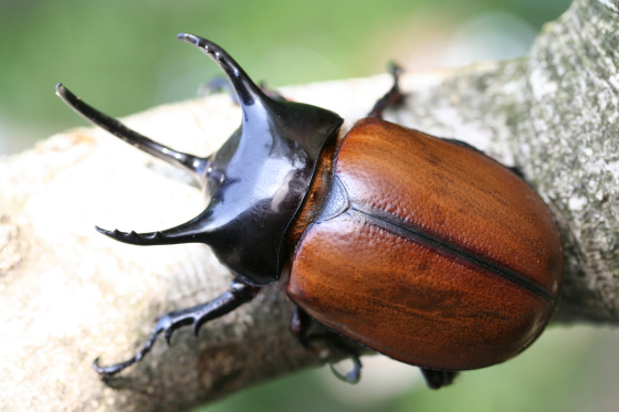 サンボンヅノカブト｜ドルクスダンケ