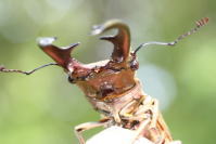 クプレオニテンスホソアカクワガタ_イメージ