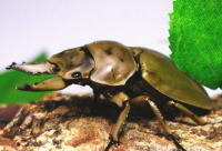 モーレンカンピオウゴンオニクワガタ_イメージ