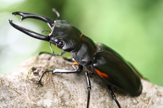 スティーブンスツヤクワガタ