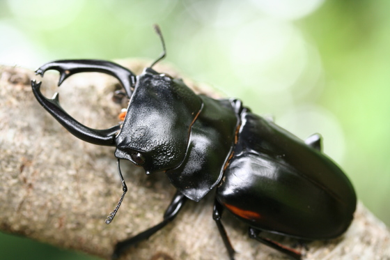 スティーブンスツヤクワガタ