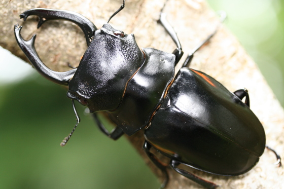 スティーブンスツヤクワガタ｜ドルクスダンケ