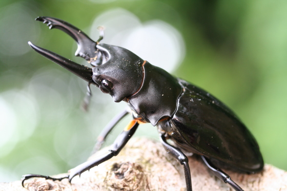 ベリコサツヤクワガタ
