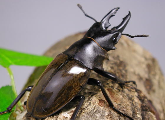 ダールマンツヤクワガタ